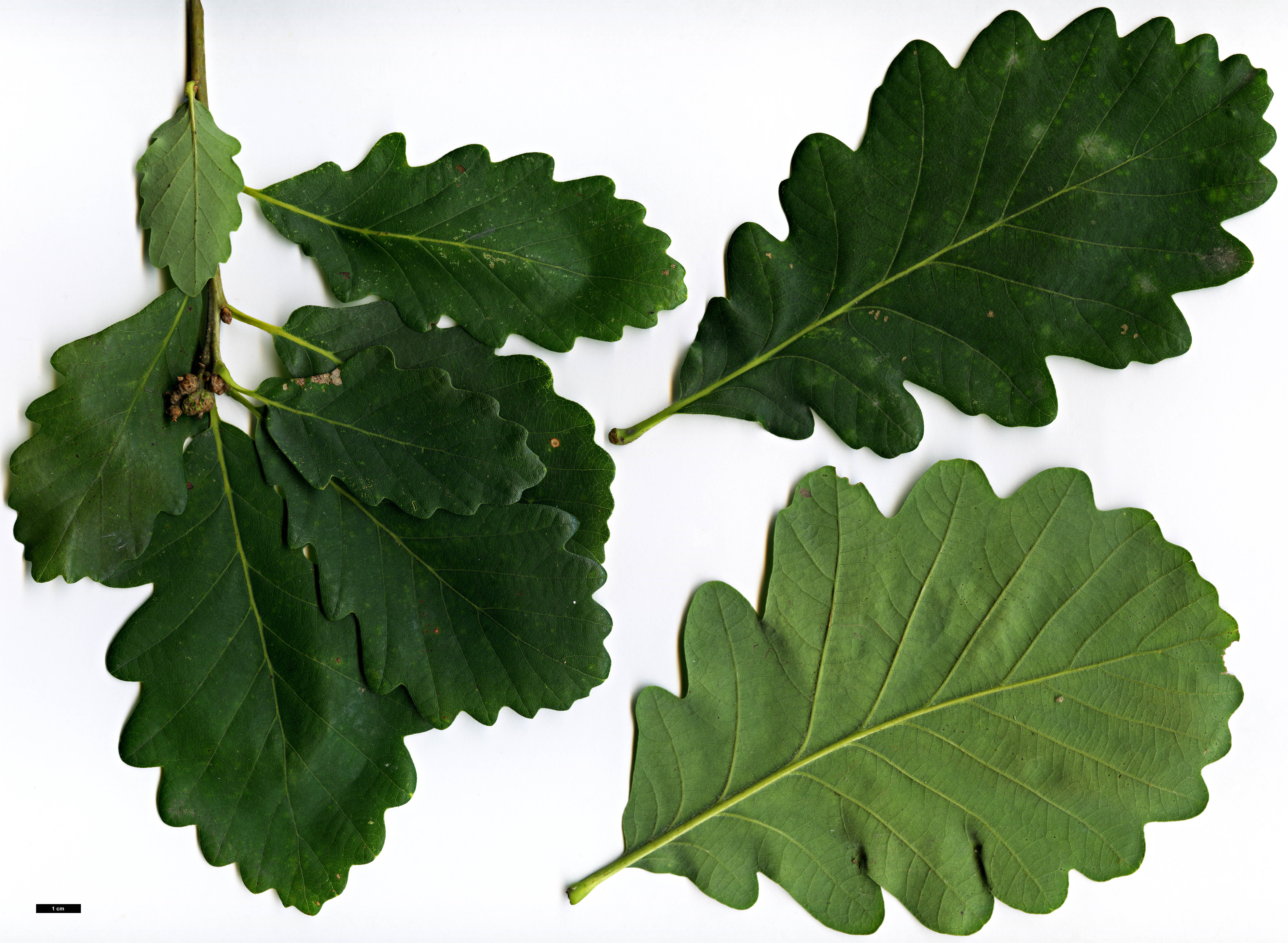 High resolution image: Family: Fagaceae - Genus: Quercus - Taxon: ×szovitzii (Q.macranthera × Q.petraea)